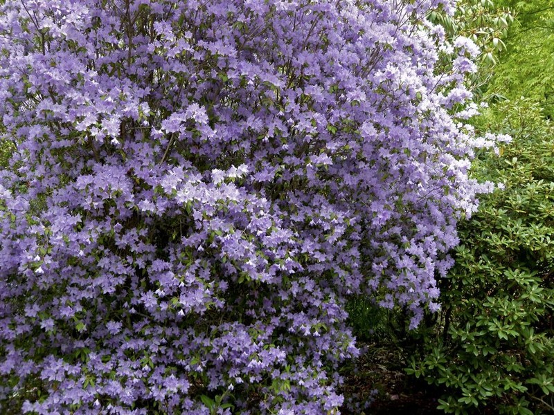 Rhododendron augustinei photo 2