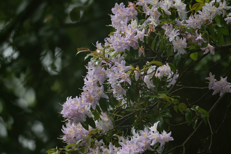 Rhododendron augustinei photo 3
