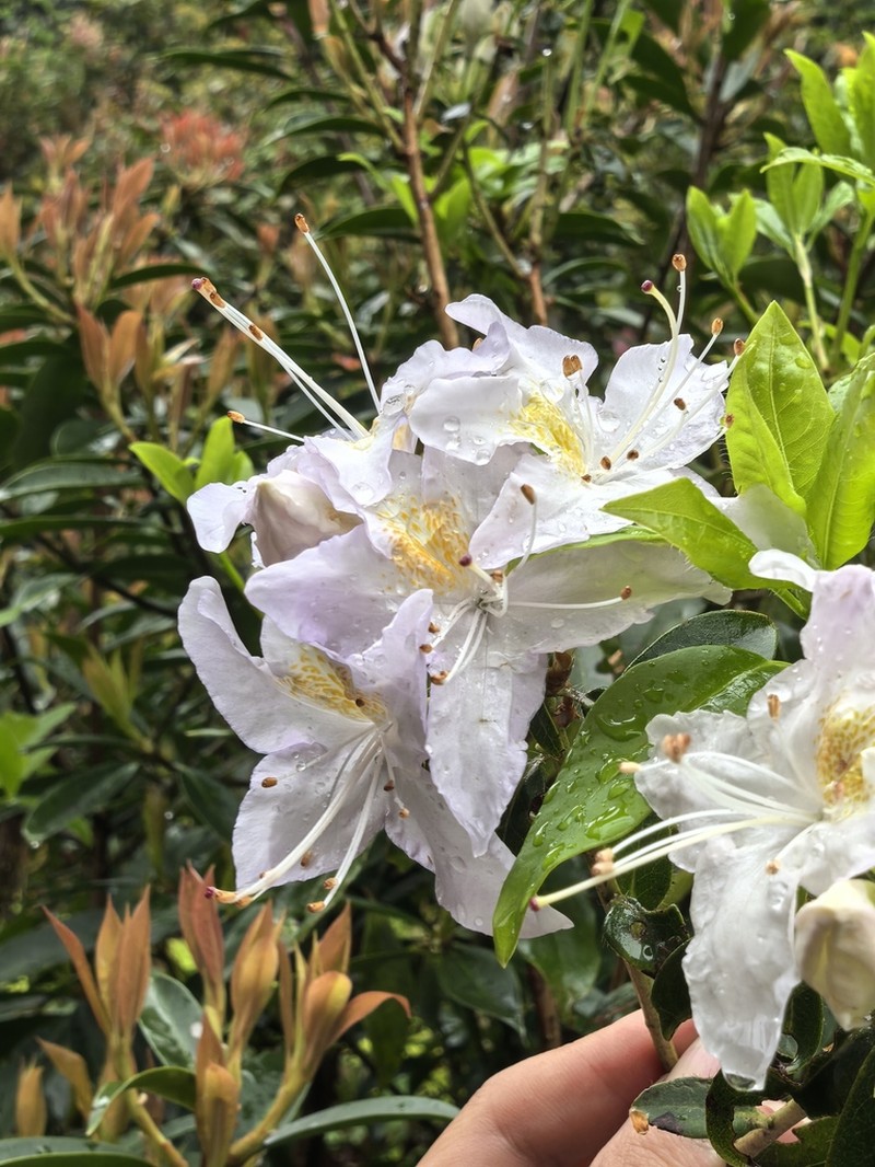 Rhododendron augustinei photo 4