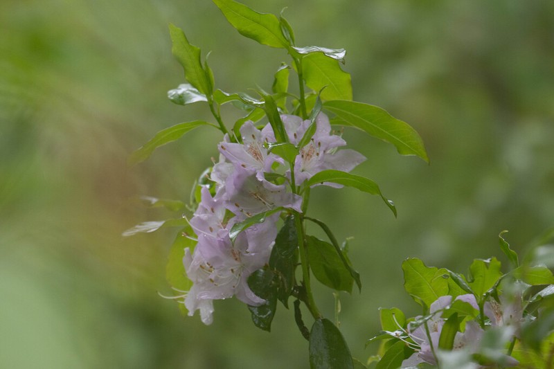 Rhododendron augustinei photo 5