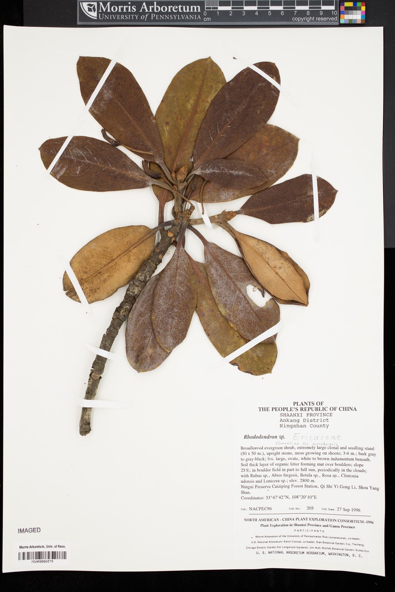 Rhododendron aureodorsale