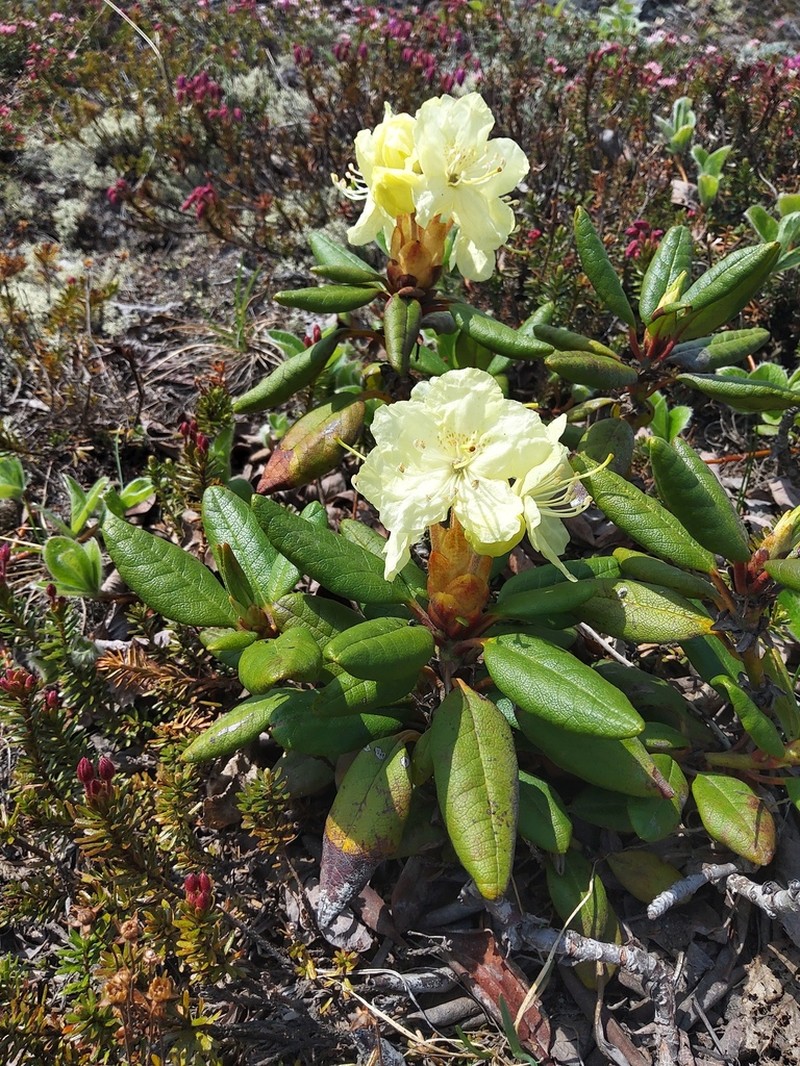Rhododendron aureum photo 2