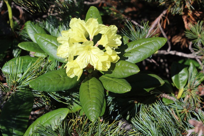 Rhododendron aureum photo 4