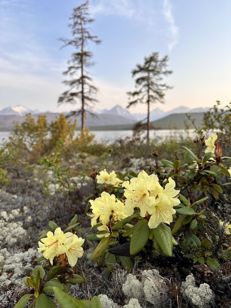Rhododendron aureum photo 5