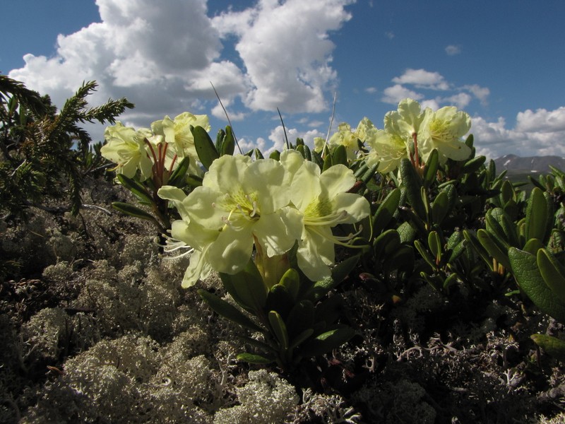 Rhododendron aureum photo 6