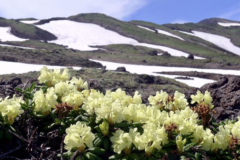 Rhododendron aureum photo 7