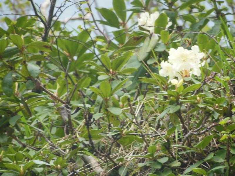 Rhododendron aureum subsp. aureum