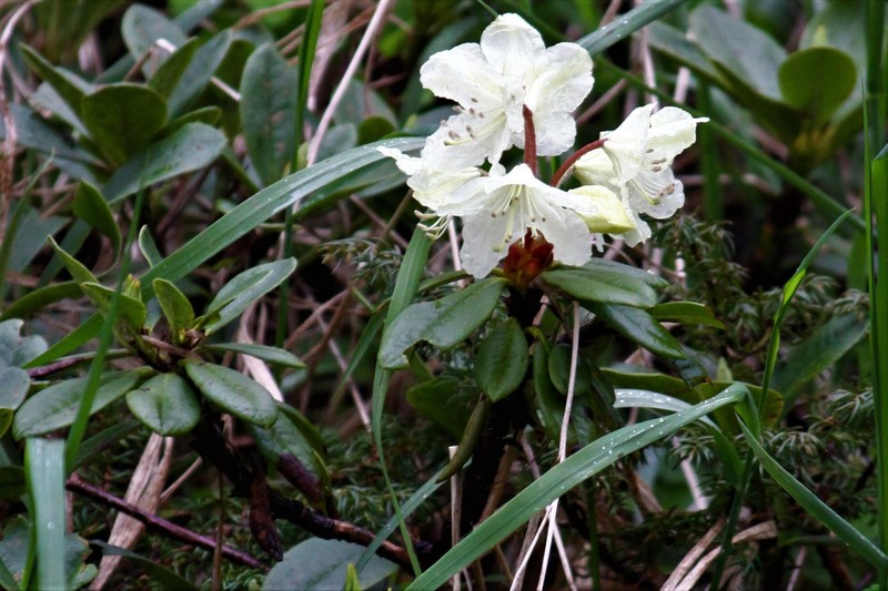 Rhododendron aureum subsp. aureum photo 2