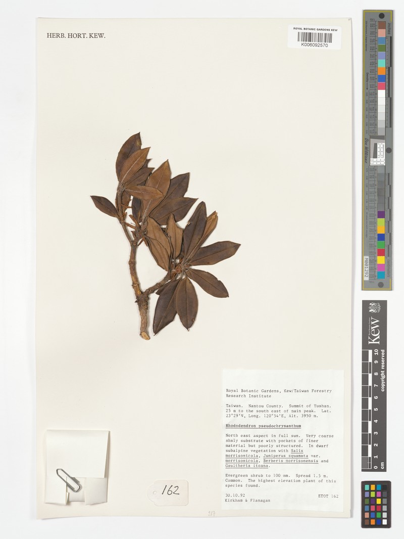 Rhododendron aureum subsp. aureum photo 3