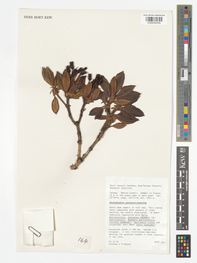 Rhododendron aureum subsp. aureum photo 4