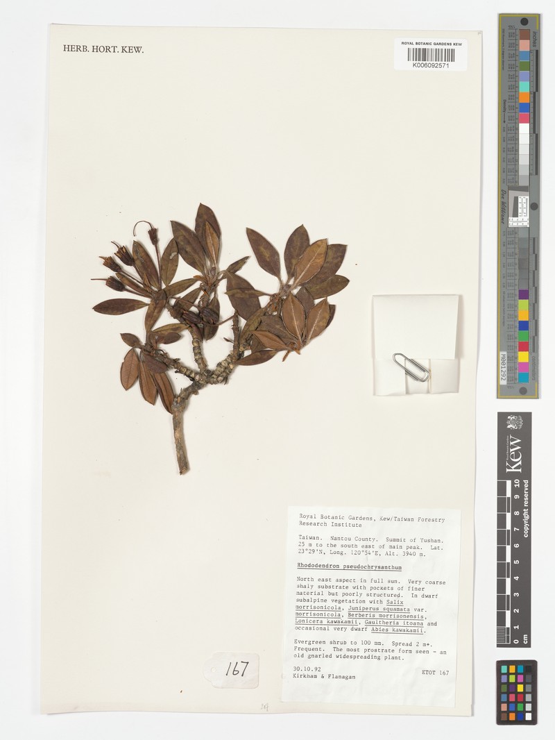 Rhododendron aureum subsp. aureum photo 5