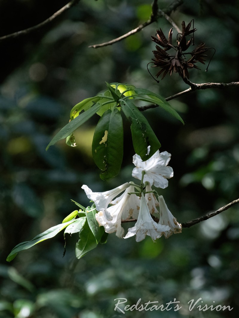 Rhododendron auriculatum photo 2