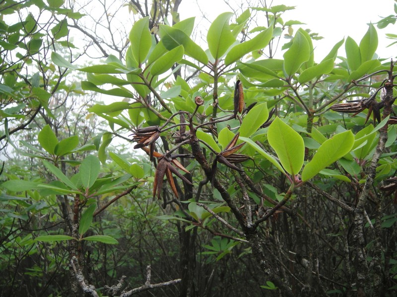 Rhododendron auriculatum photo 3