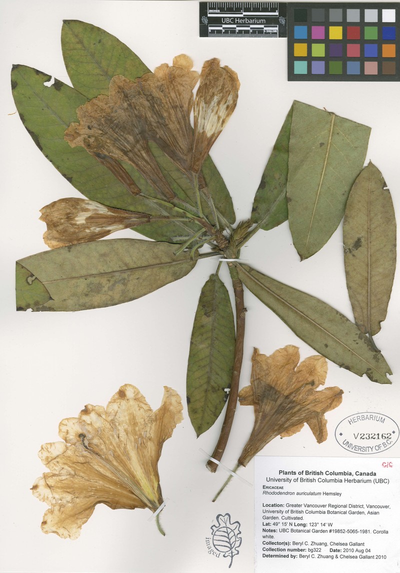 Rhododendron auriculatum photo 4