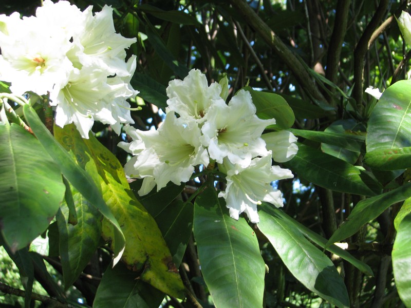 Rhododendron auriculatum photo 5