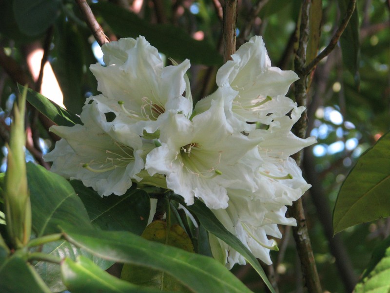 Rhododendron auriculatum photo 6