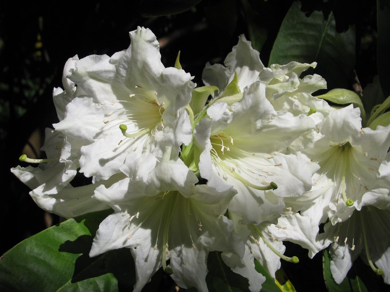 Rhododendron auriculatum photo 7