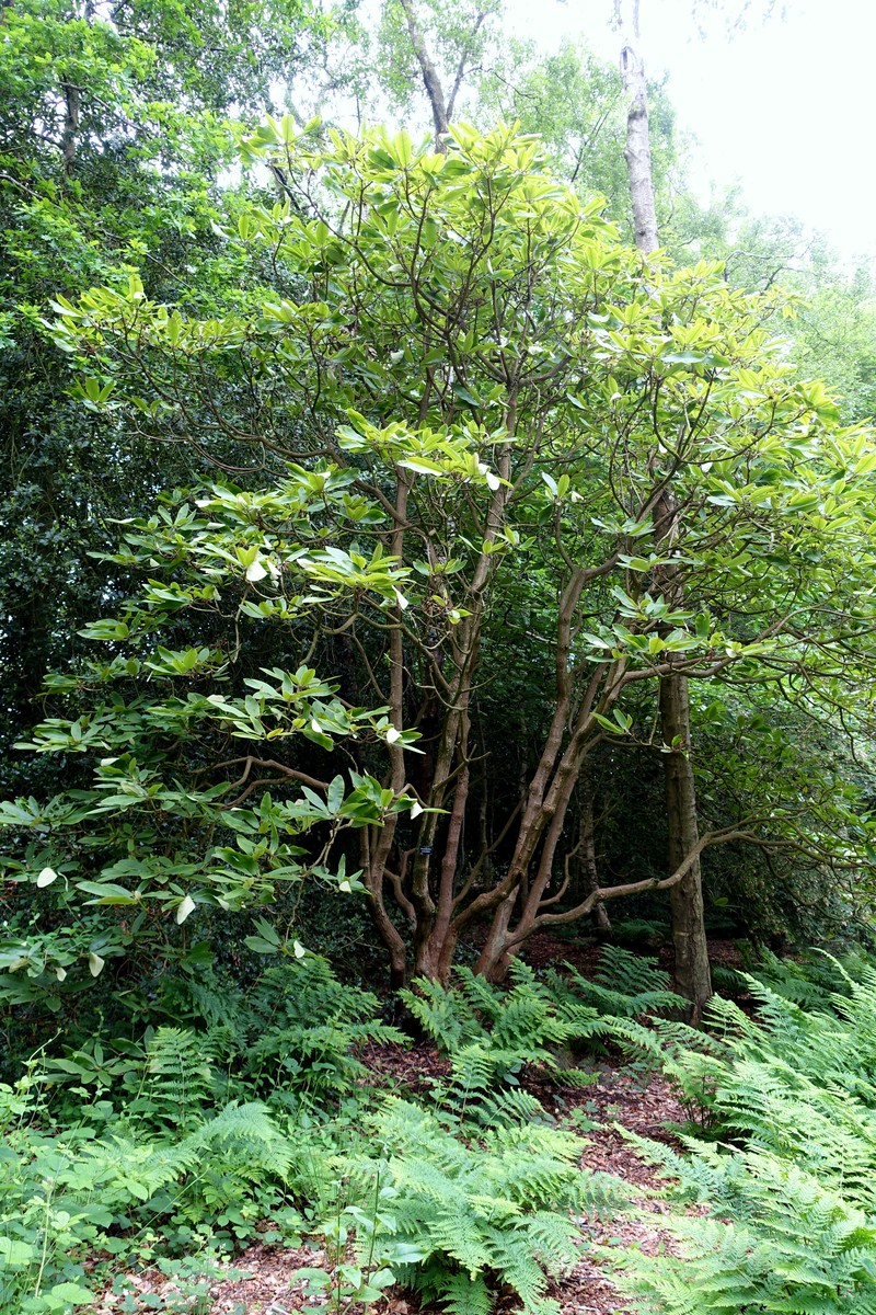 Rhododendron auriculatum photo 8