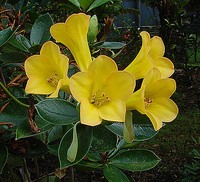 Rhododendron aurigeranum