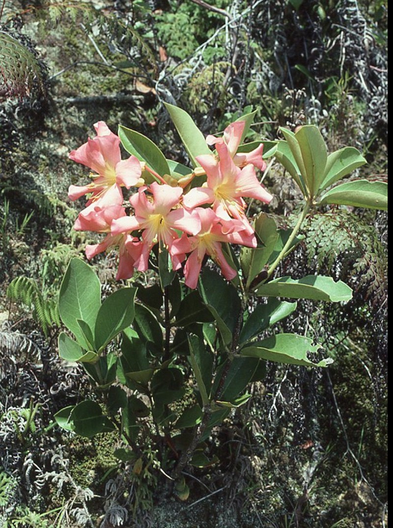 Rhododendron aurigeranum photo 2