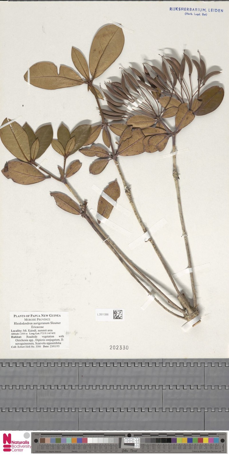 Rhododendron aurigeranum photo 3