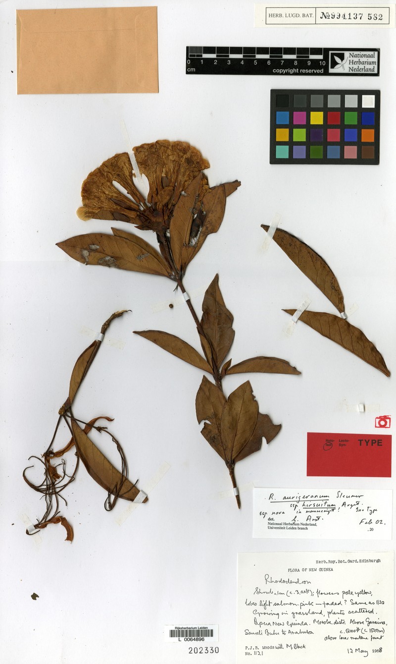 Rhododendron aurigeranum subsp. hirsutum
