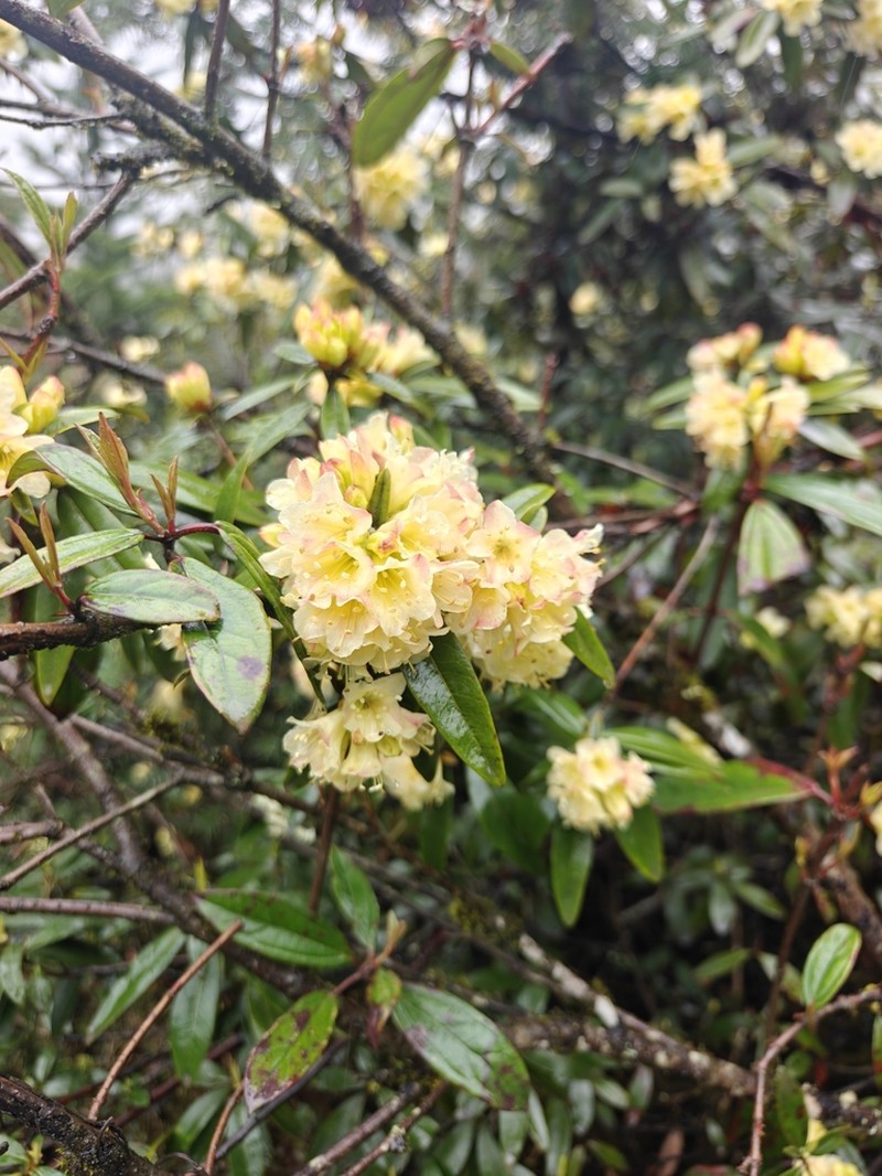 Rhododendron auritum photo 2