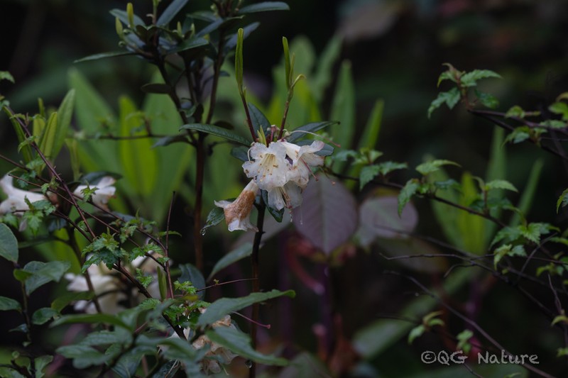 Rhododendron auritum photo 3