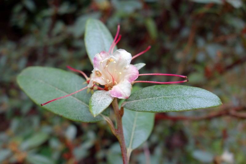 Rhododendron auritum