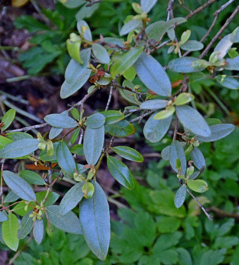 Rhododendron auritum photo 4