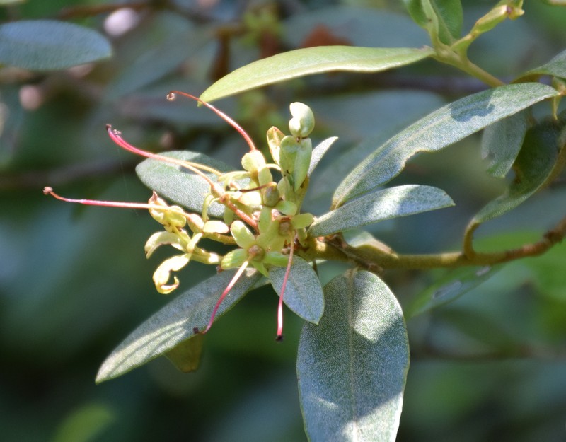 Rhododendron auritum photo 5