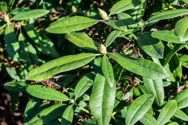 Rhododendron auritum photo 6
