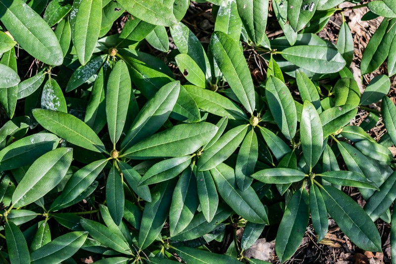Rhododendron auritum photo 7