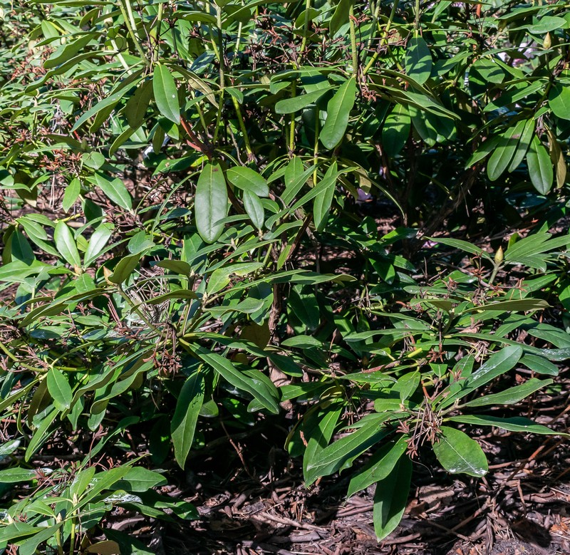 Rhododendron auritum photo 8