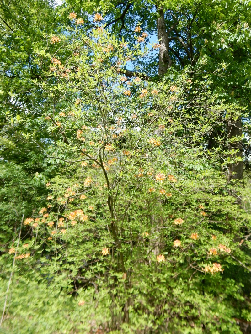 Orange Azalea photo 2
