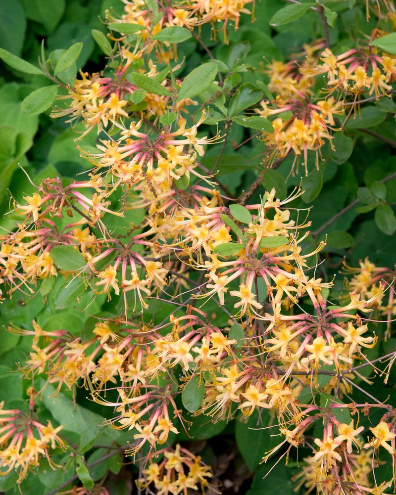 Orange Azalea photo 3
