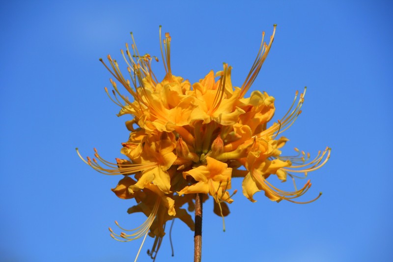 Orange Azalea