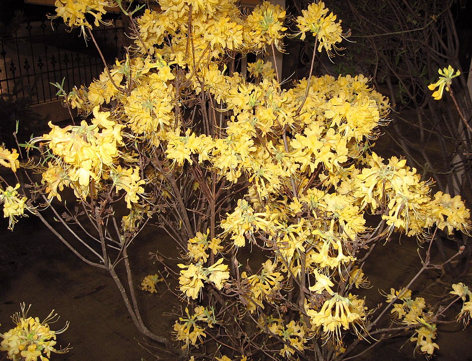 Orange Azalea photo 6