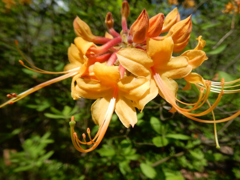 Orange Azalea photo 4