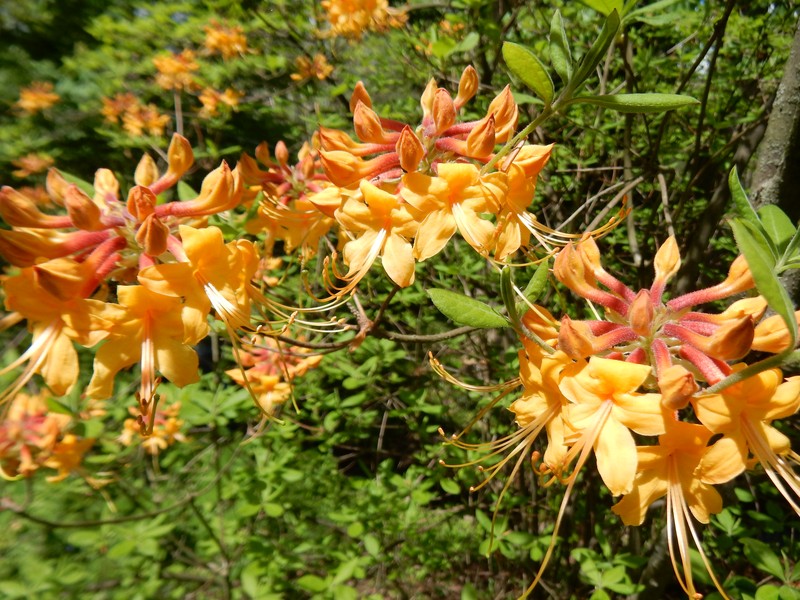 Orange Azalea photo 5