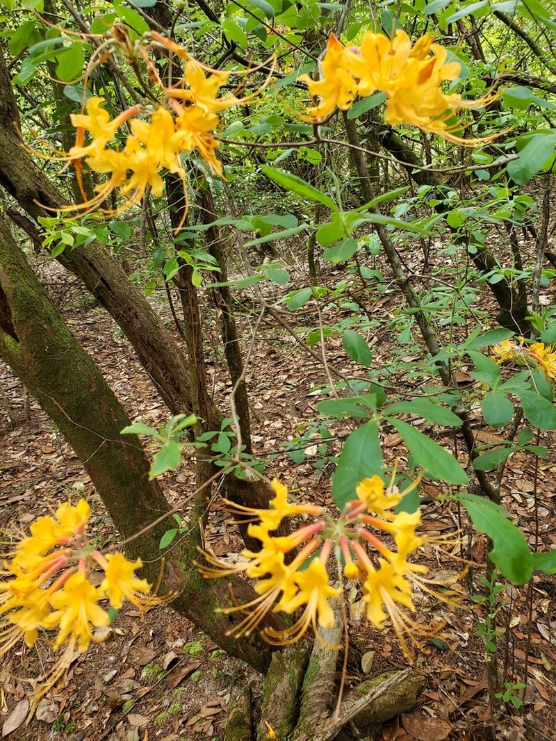 Orange Azalea photo 8