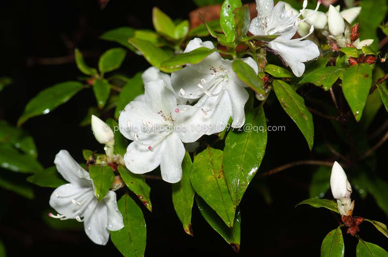 Rhododendron bachii