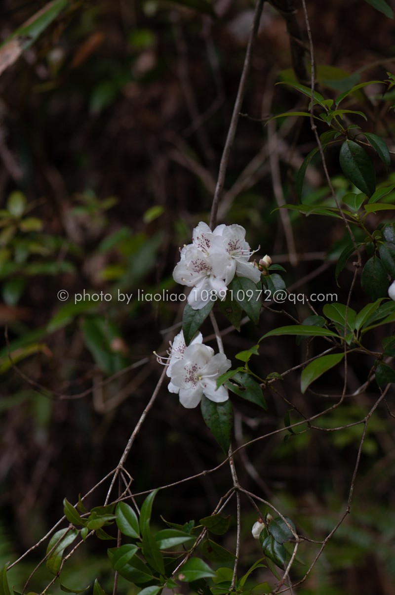 Rhododendron bachii photo 2