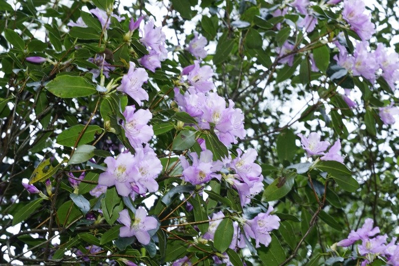 Rhododendron bachii photo 3
