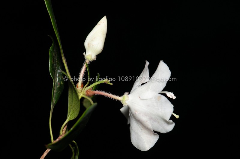 Rhododendron bachii photo 4