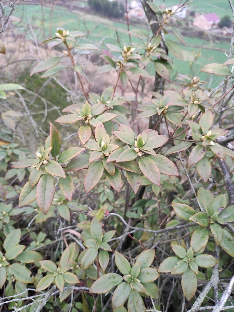 Rhododendron bachii photo 5