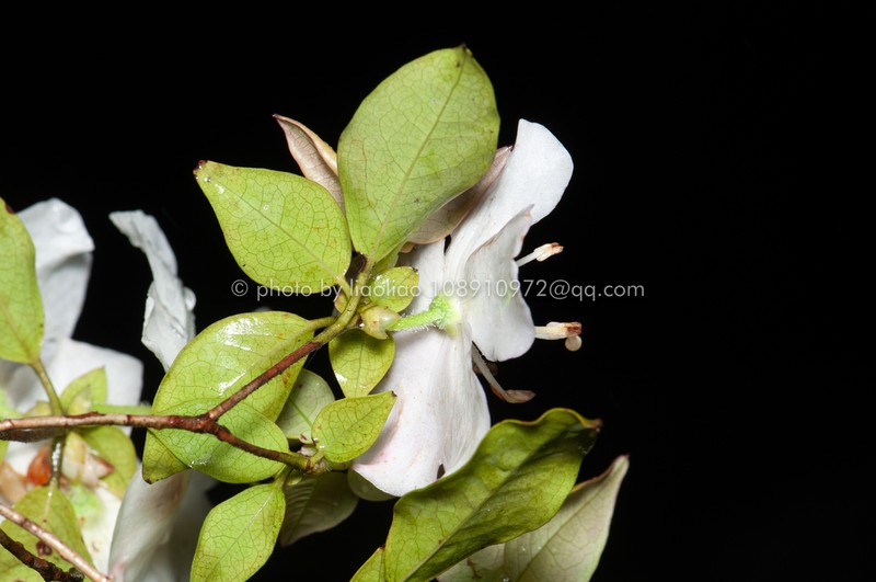 Rhododendron bachii photo 6
