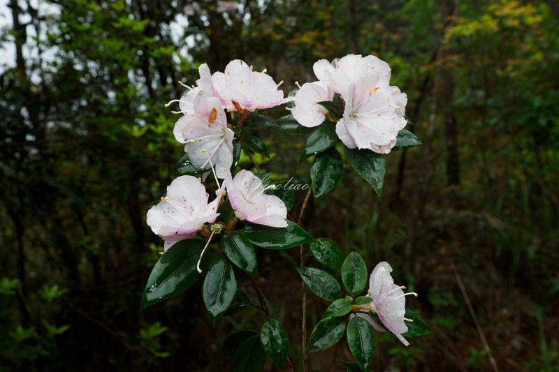 Rhododendron bachii photo 7