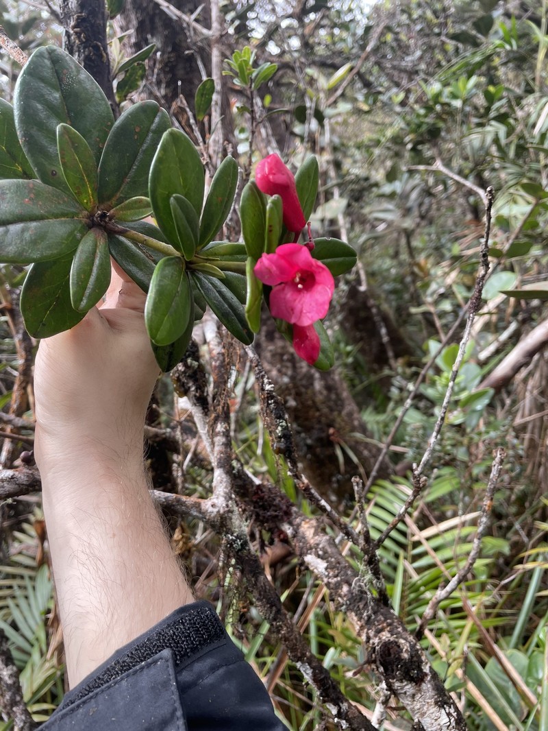 Rhododendron baconii photo 2