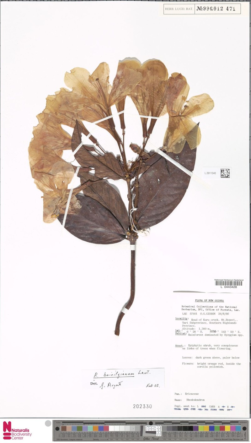 Rhododendron baenitzianum